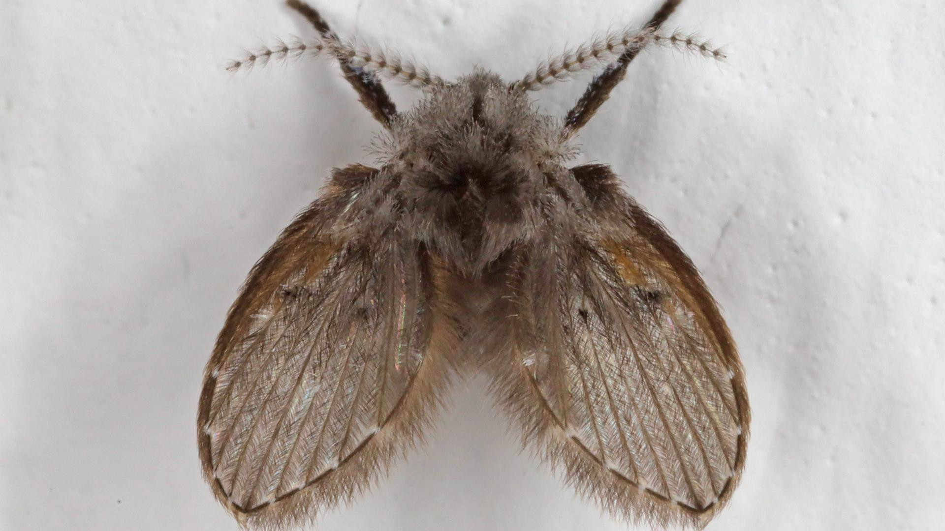 Diese Mücken Sitzen In Waschbecken, Duschen Und Kloschüsseln with Kleine Fliegen Im Badezimmer